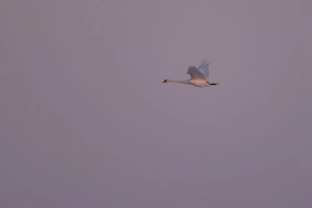Wildlife at the Humber