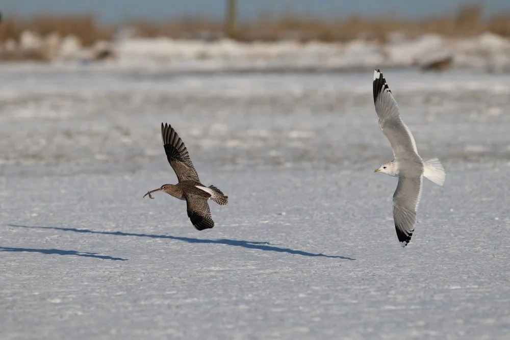 Curlew with Snow