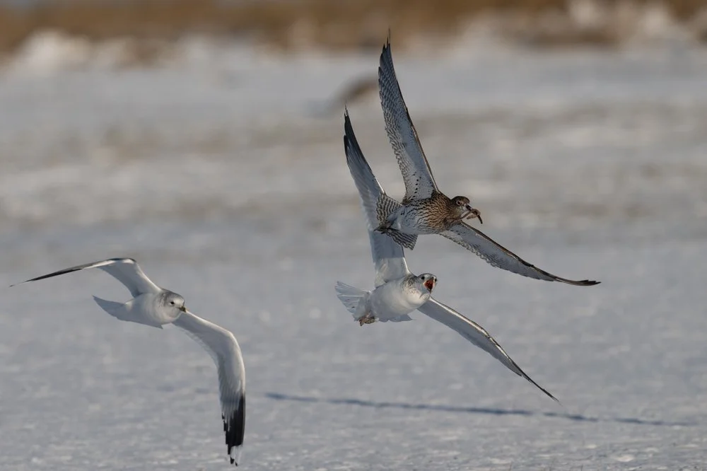 Gulls and Waders