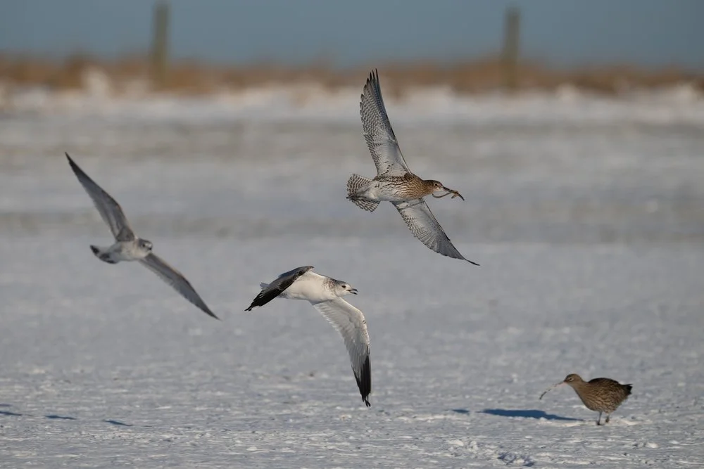 Humber Wildlife through the Lens