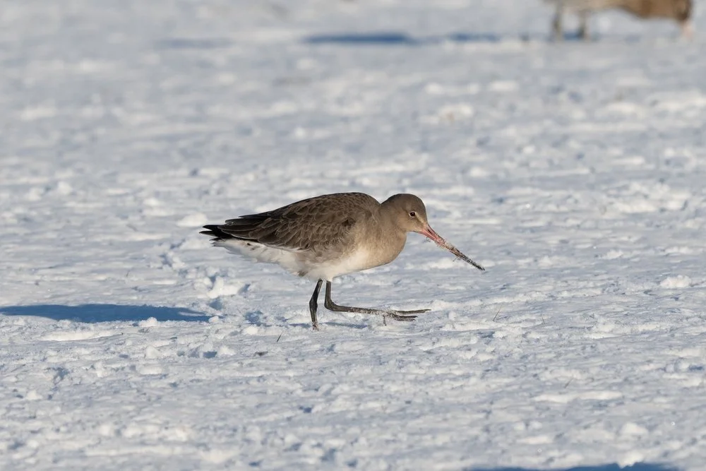 Winter Wildlife in Harmony