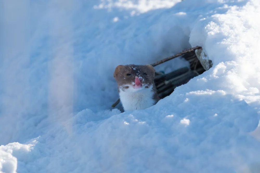 Snipe in Snow