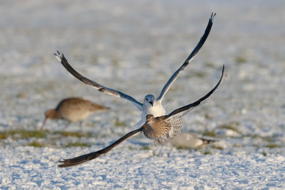 Nature and Wildlife Photography
