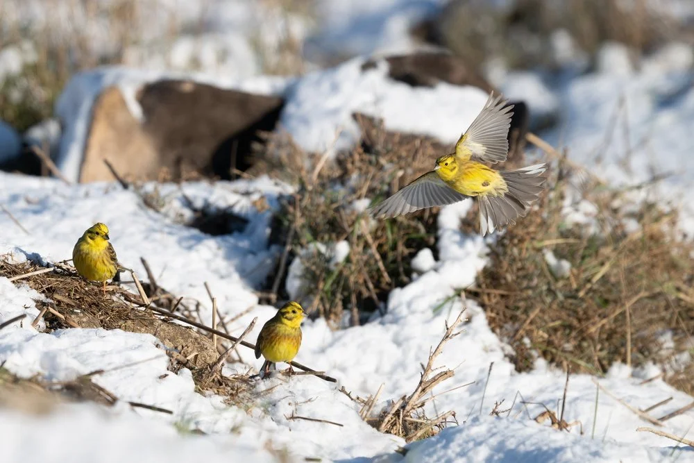 Waders Scavenging