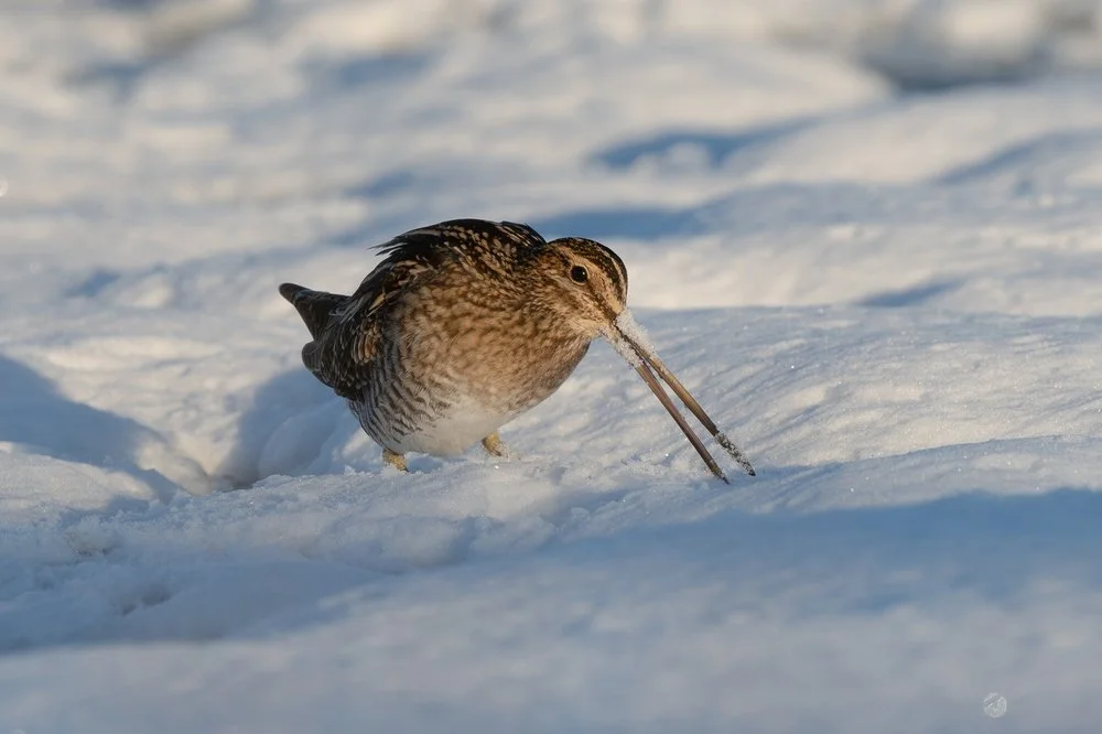 Humber Wildlife Moments Captured
