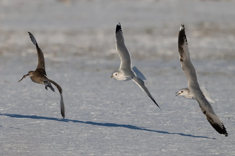 Winter Wildlife Watching