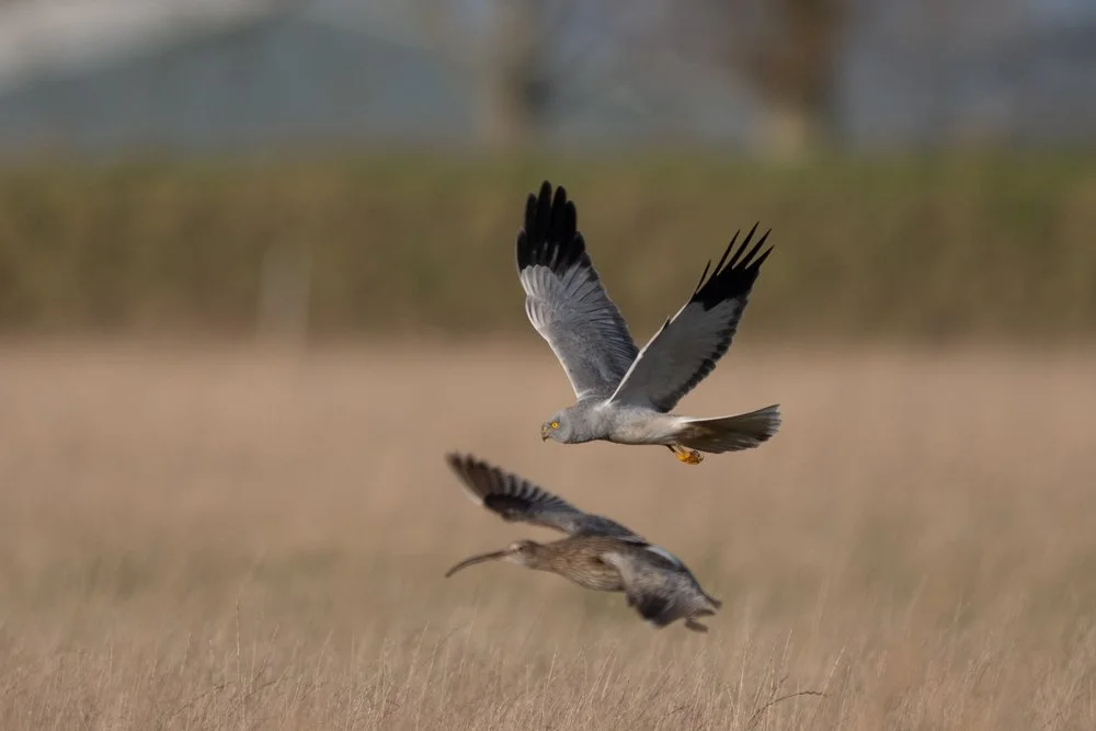 HH & Curlew