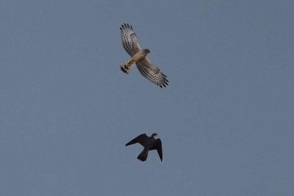 HH & Peregrine Falcon