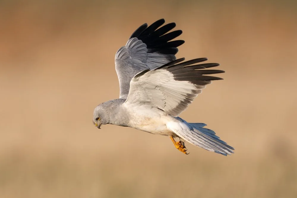 Wildlife photography gear