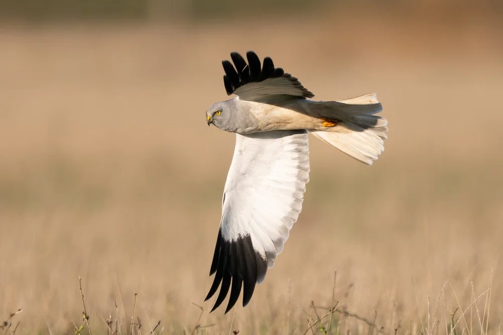 Short-Eared Owl and Hen Harrier