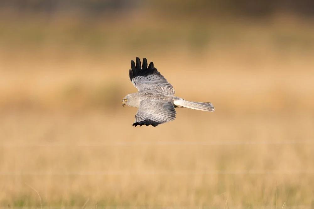 Distant Marsh Harrier