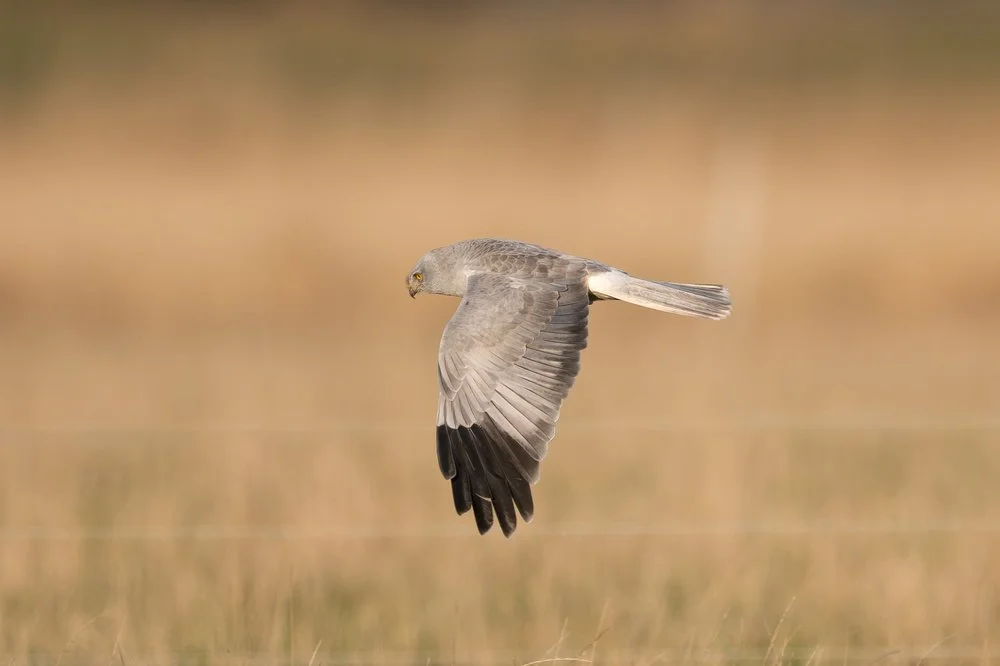Hunting Hen Harrier