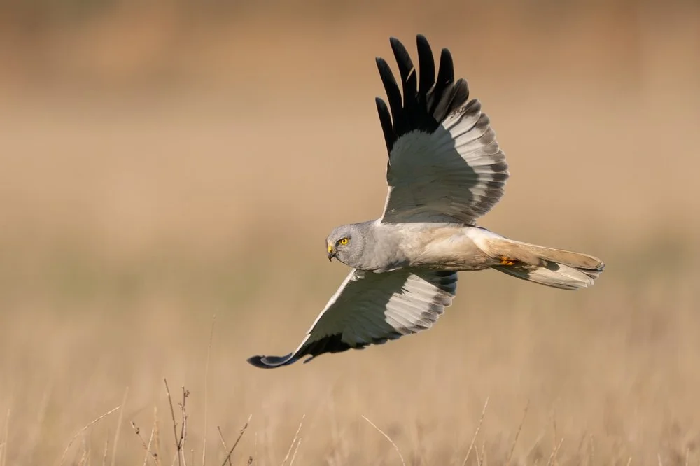 Humber wildlife