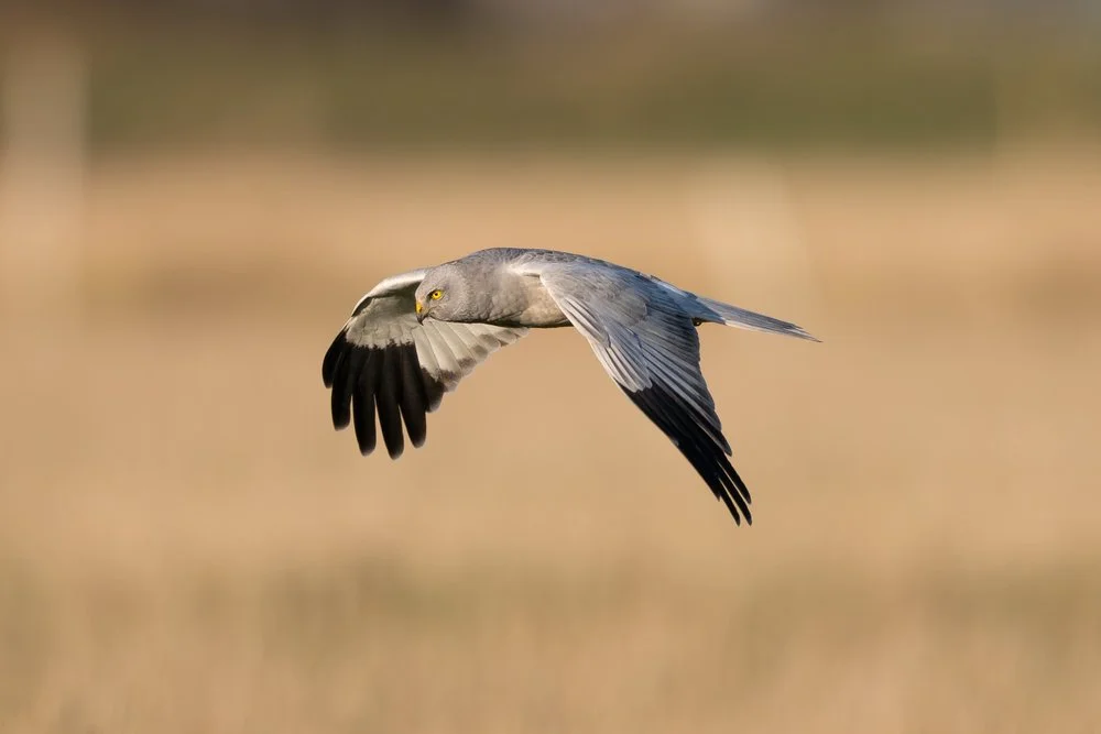 Raptor in the distance