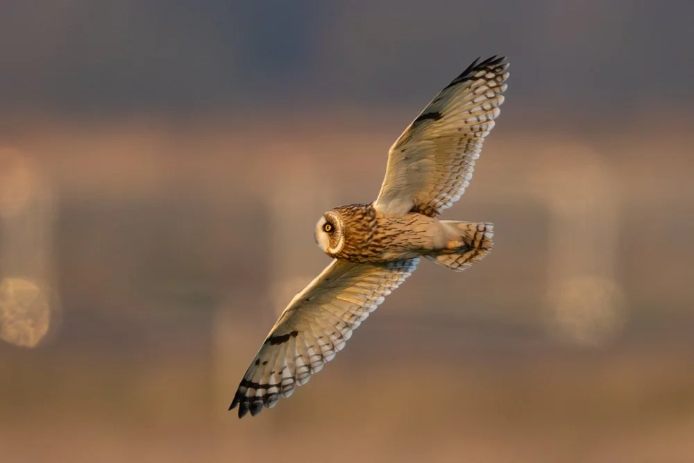Raptors in the Humber