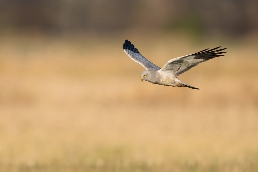 Hen Harrier