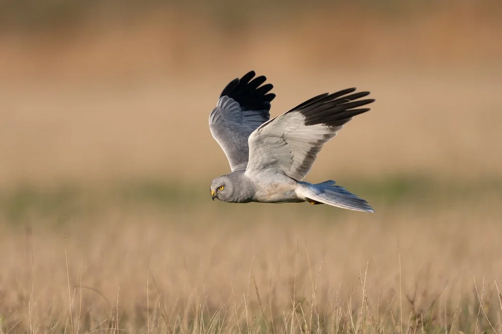 Flight of the Owl
