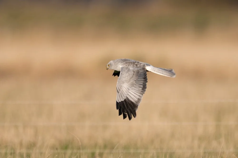 Short-Eared Owl in flight