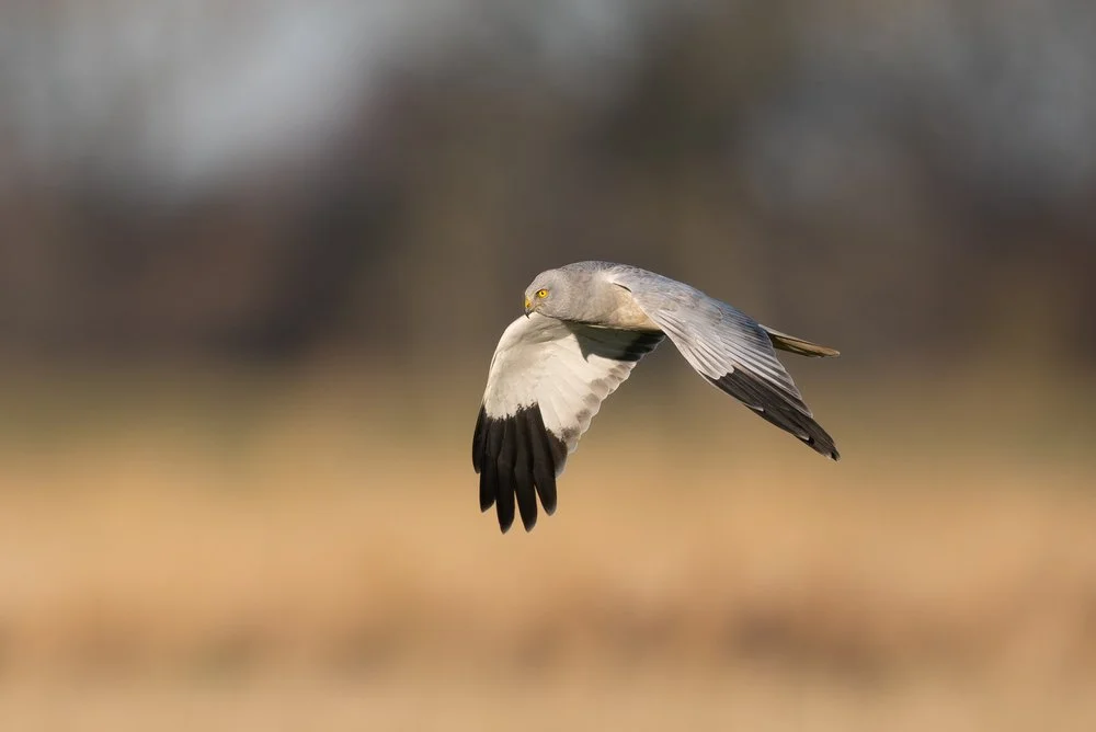 Close-up of Hen Harrier