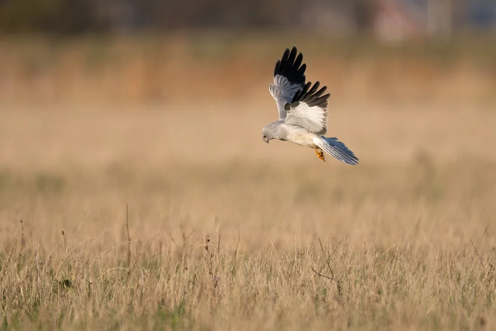 Feeding Hen Harrier