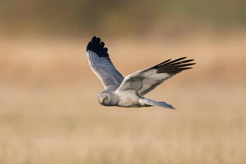 Hen Harrier close-up
