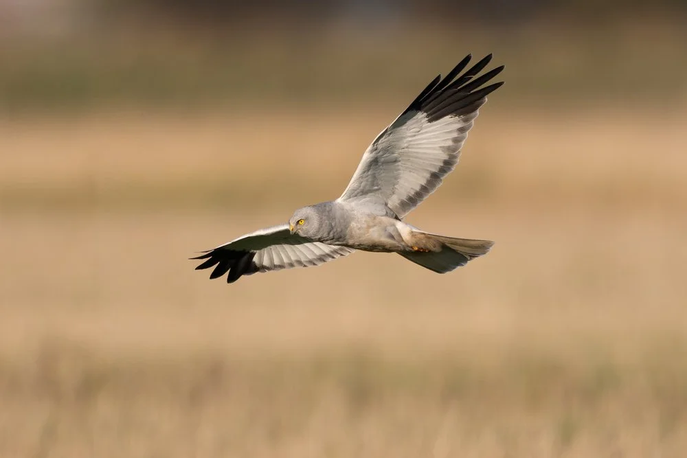 Another angle of Hen Harrier
