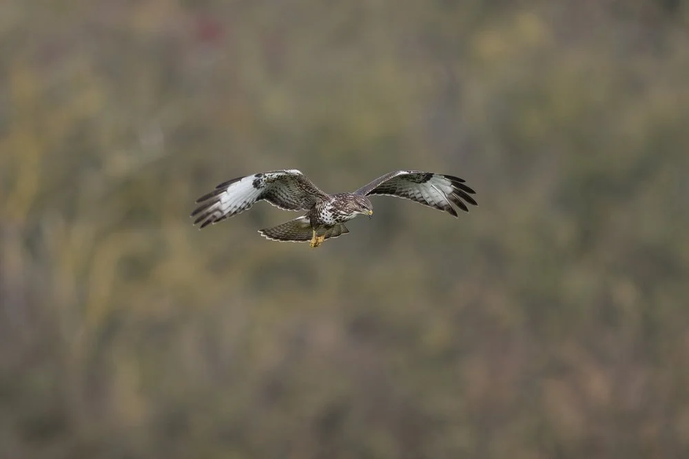 Common Buzzard
