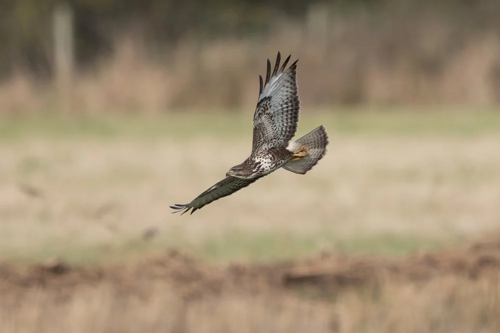Common Buzzard