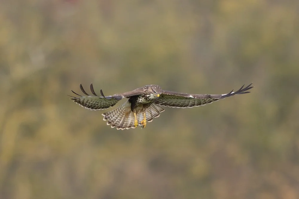 Common Buzzard