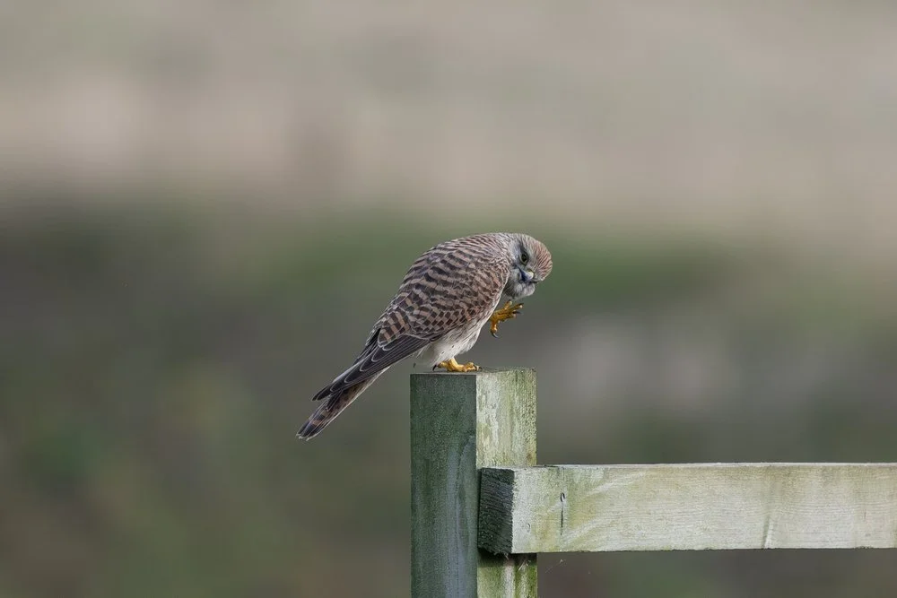 Kestrel