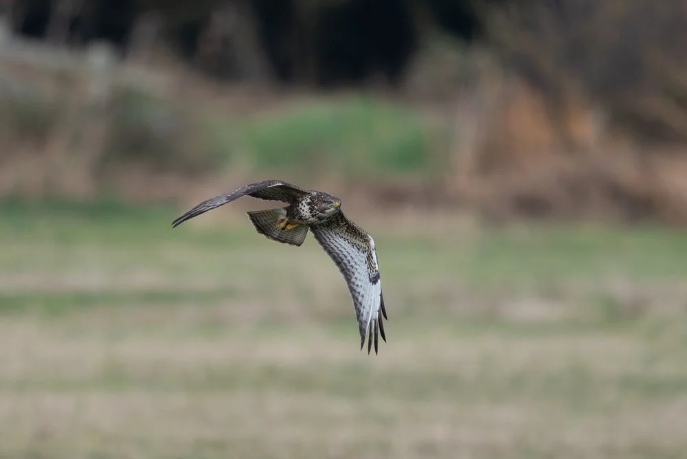 Common Buzzard
