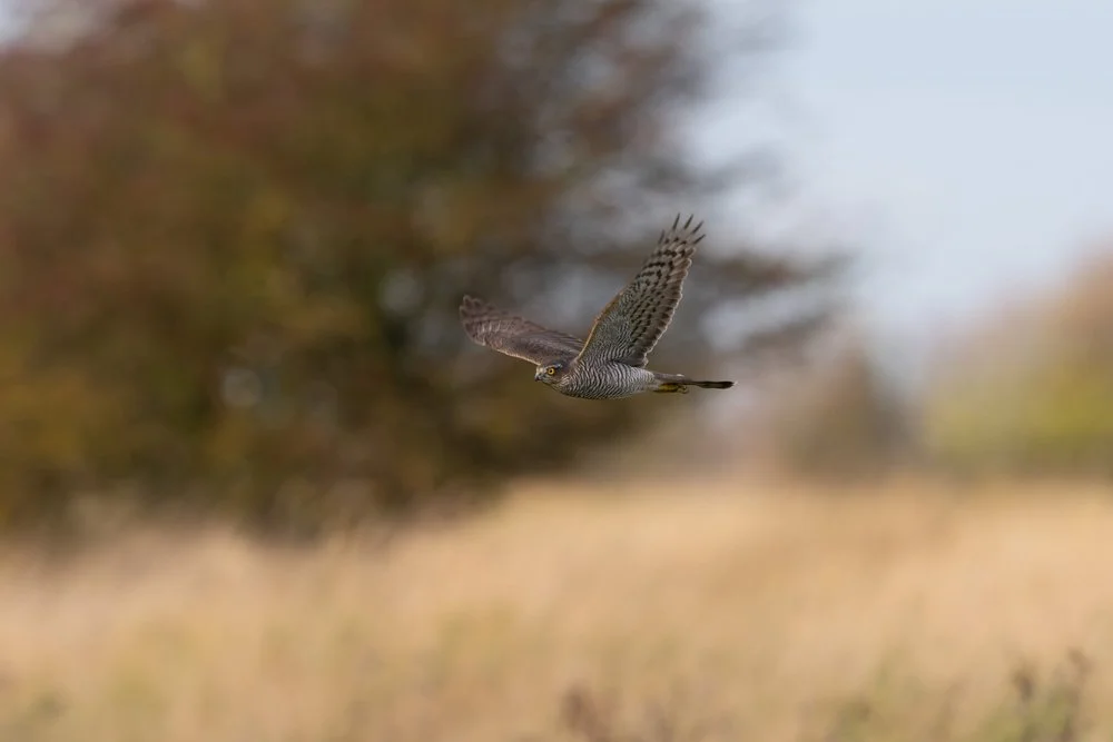 Sparrowhawk