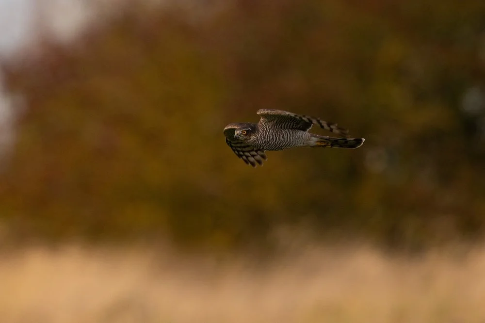 Sparrowhawk