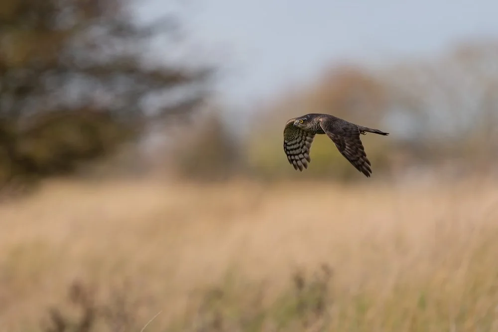 Sparrowhawk