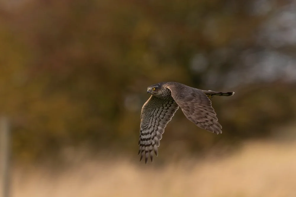 Sparrowhawk