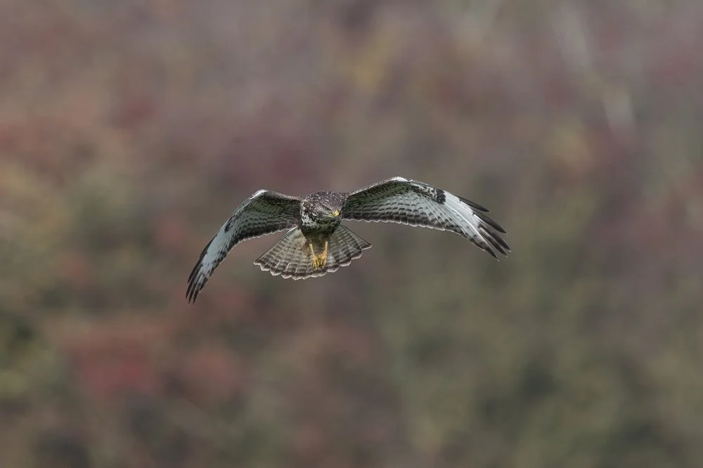 Common Buzzard