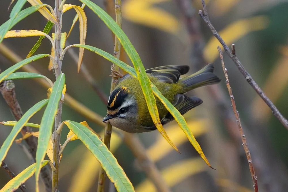 Flight of the bird