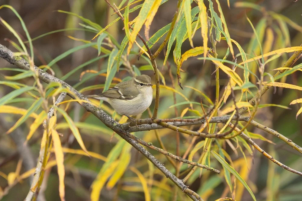 Firecrest