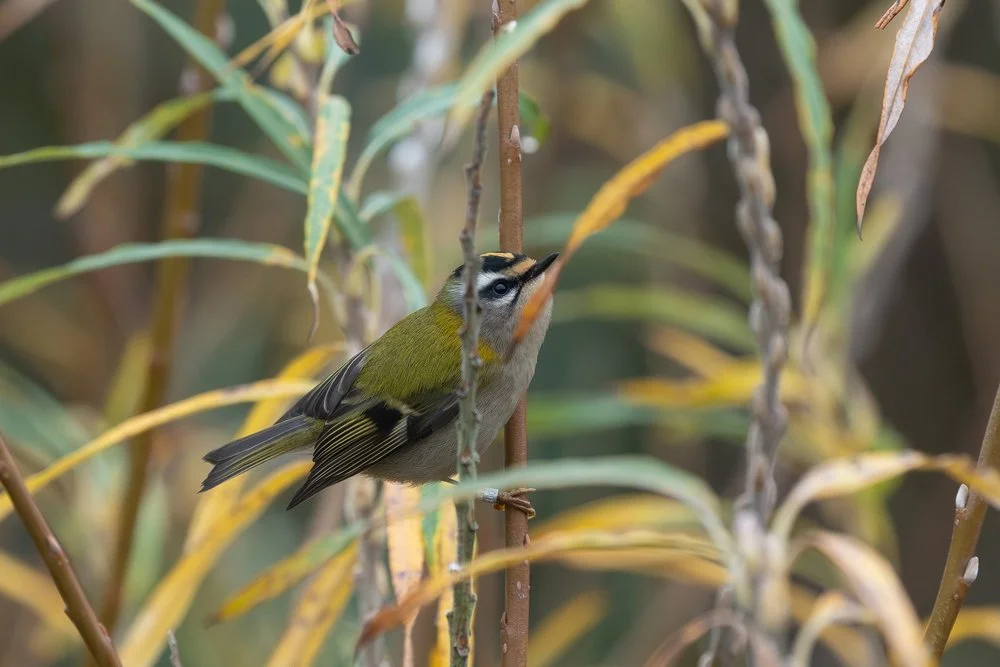 Biodiversity at Spurn