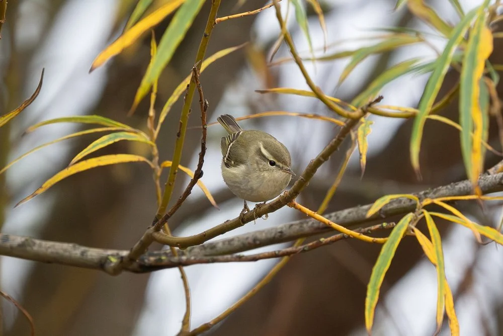 Yellow-browed warbler