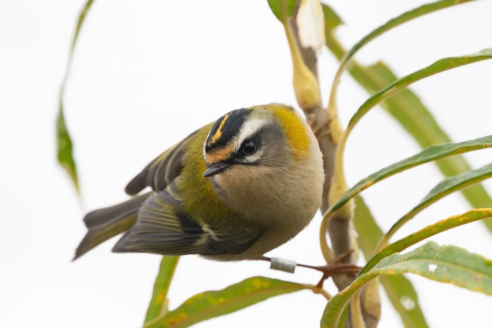 Bird in natural habitat