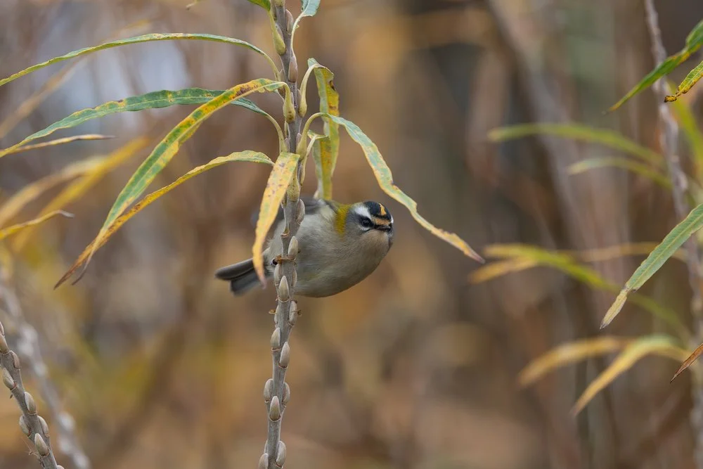Migratory flight