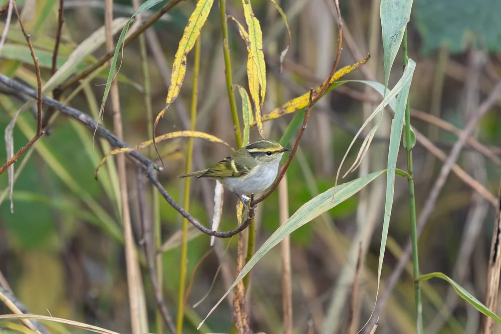 Migratory birds in mist