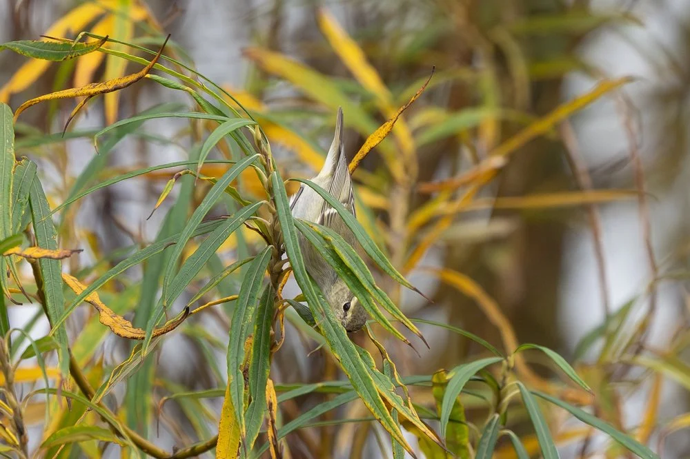 Pallas's warbler
