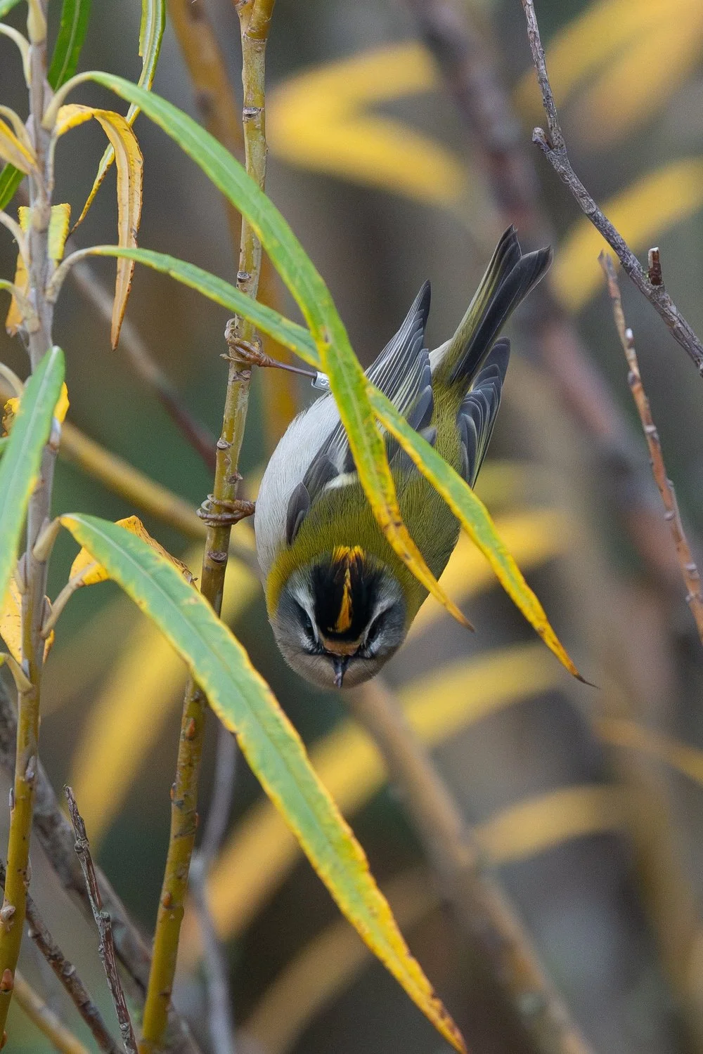 Nature in focus