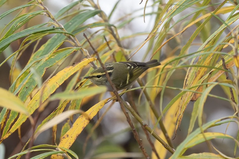 Bird habitat