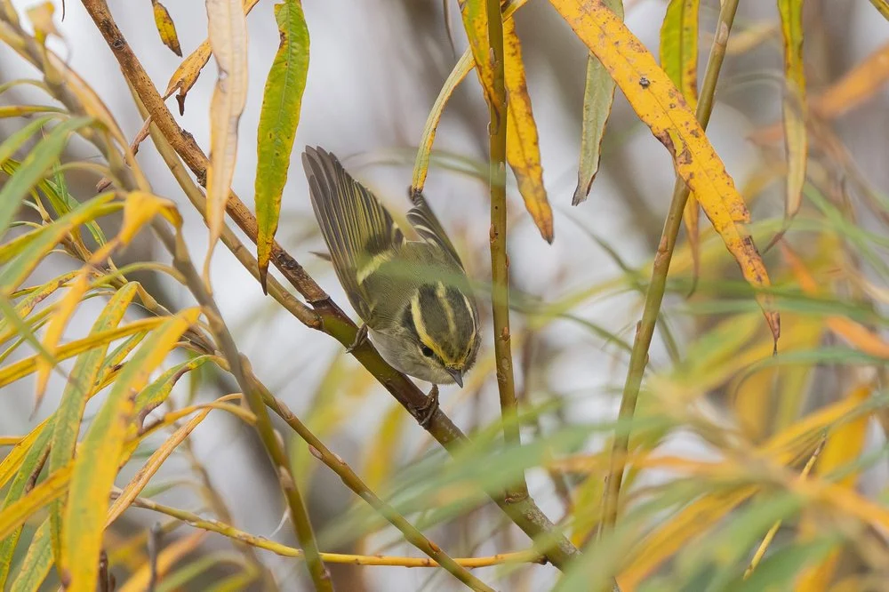 Close-up of warbler