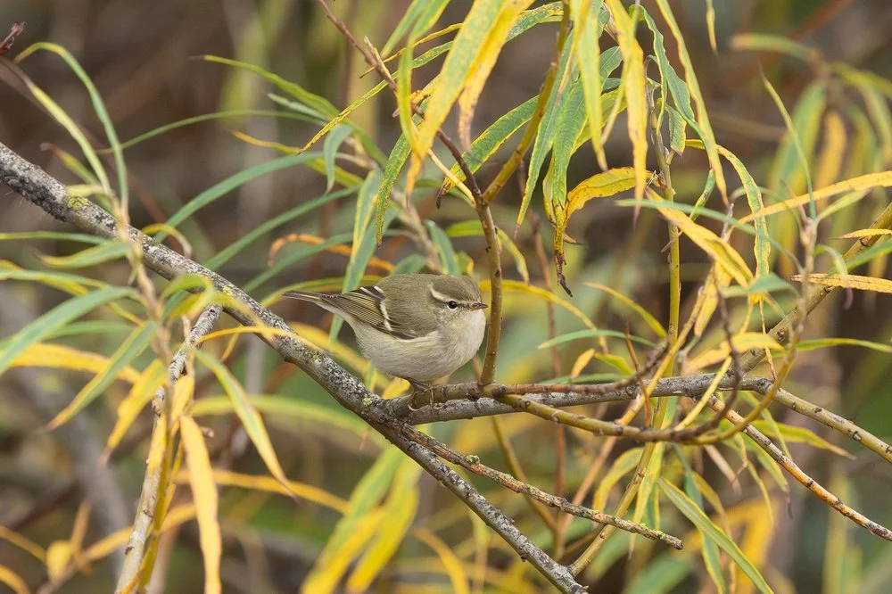 Birdwatching at Spurn