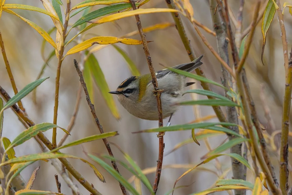 Birding at Spurn