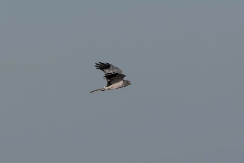 Winter Encounters with Hen Harriers on the Humber: A Photographer’s Journey